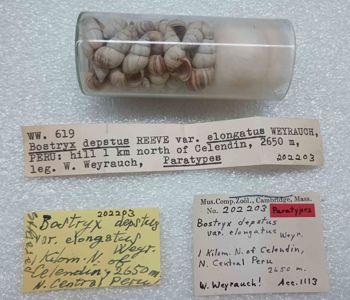 Media type: image; Malacology 202203 Description: An image of specimen MCZ:Mala:202203 and its labels.;